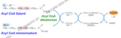 desaturase.PNG