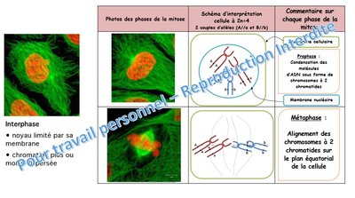mitose.jpg