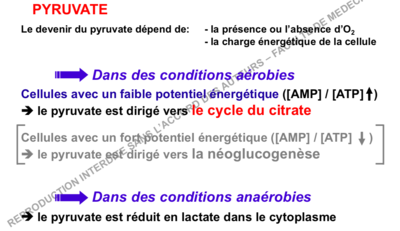 devenir du pyruvate.png