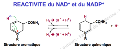 forme quinonique.png
