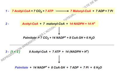 biosynthèse bilan.PNG