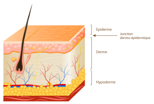 peau-en-coupe-epiderme-derme-hypoderme-300x203.png