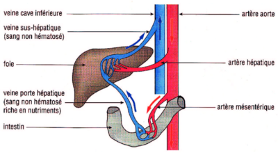 Schema-de-la-circulation-du-sang-dans-le-foie.png