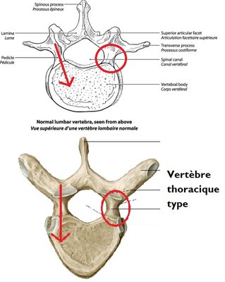 orienté dedans en avant.jpg