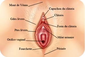 Frein du clitoris.png