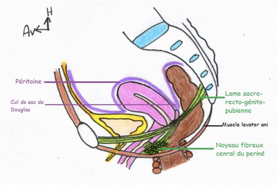 Ligament large sagittal.png