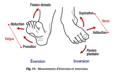 Flexion plantaire.png