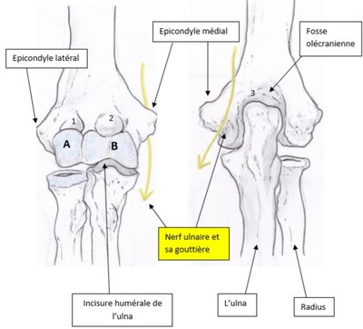 zoom articulation humero radio ulnaire.jpg