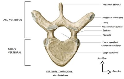 vertebre type.jpg