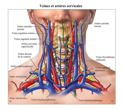 artères-carotides-veine-jugulaire-thyroïde-colonne-vertébrale-1024x906.jpg