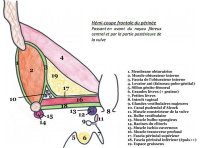 Fascia  périnéeee.png