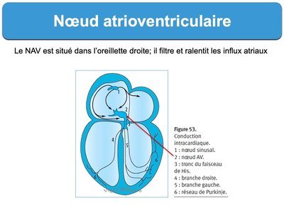 Nœud-atrioventriculaire-auriculoventriculaire-ECG-taboulet-1200x900.jpg