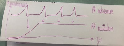 PA motoneurone et muscle .JPG