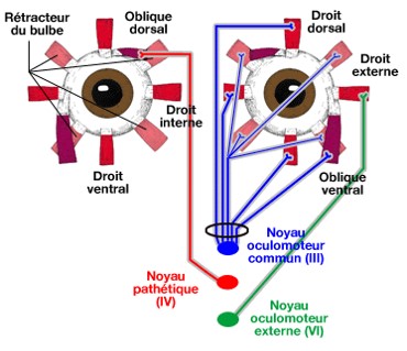 Innervation muscles oculaires.jpg