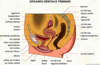063 Organes genitaux feminins.jpg
