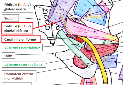 canal infra pyiriforme.png