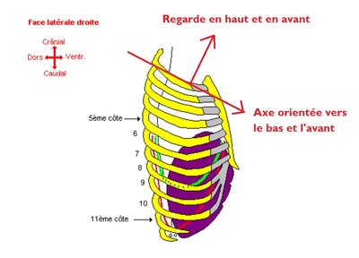 première côte regarde.jpg