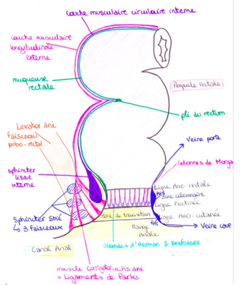 schéma corrigator ani.png