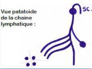 Chaine lymphatique.png