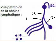 Lymphatique légende.png