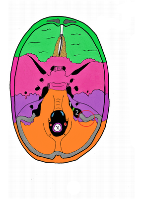 Vue endocrânienne paint Fofo.png