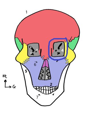 IMG_20200315_140516363 - Copie.jpg