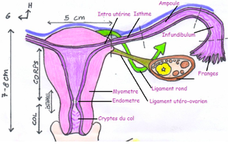 Capture d’écran 2020-03-21 à 20.32.57.png
