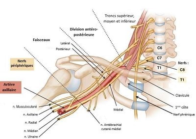 Plexus brachial anatomie fr.jpg