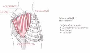 deltoide.jpeg