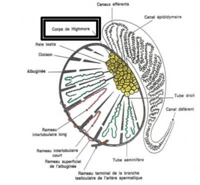 testicule.png
