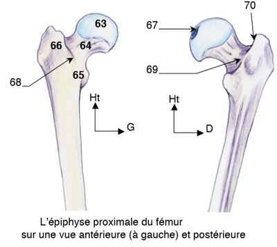 proximal du fémur .jpg