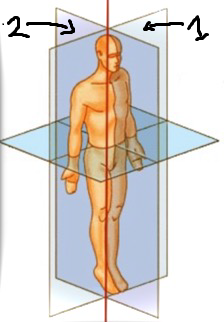 Plans (frontal, sagittal).png