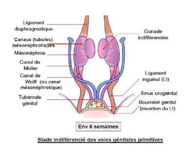 Canaux de muller stade indiférencié.PNG