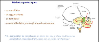01-UE13 2020-03-23 14h-15h cours n°1 Morphogenèse carniofaciale partie 1.png