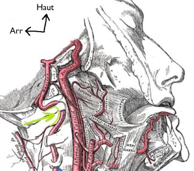 artère vertébrale 2.jpg