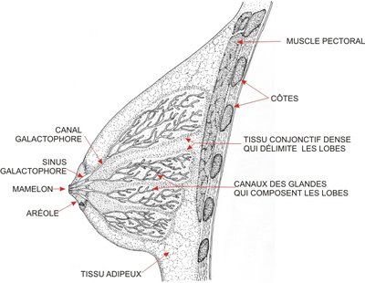 canal galactifère.jpg