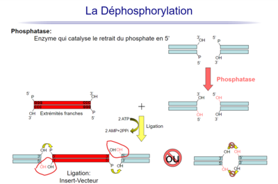 Annotation 2020-04-02 114113.png