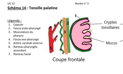 Capture d’écran 2020-04-02 à 16.33.13.png