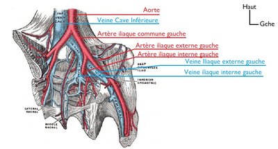artère veine iliaque commune et externe interne.jpg