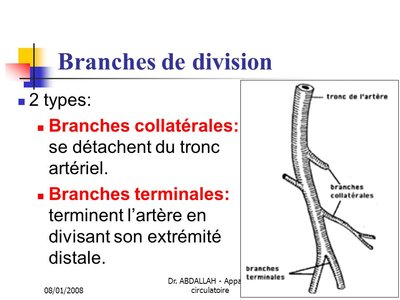 Collat terminale.jpg