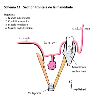 Glande sous-linguale ronéo.png