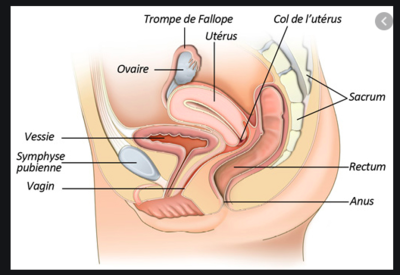 Capture d’écran 2020-04-05 à 11.49.11.png