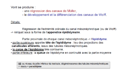 Canal de Wolff epididyme.PNG