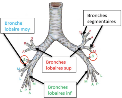 Capture d’écran 2020-04-06 à 13.38.47.png