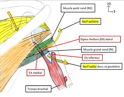 espace axillaire lat détaillé.jpg