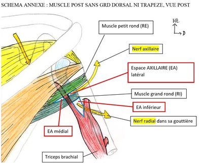 espace axillaire lat détaillé.jpg