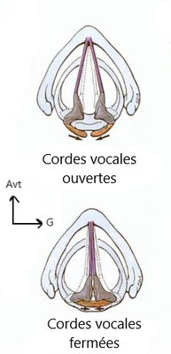 Larynx CV.png