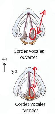 Larynx CV - Copie.png