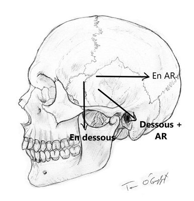 crane profil signé bis.jpg