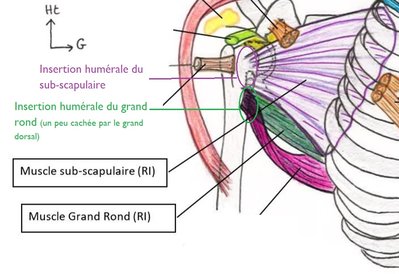 insertion grand rond sous sub-scap.jpg